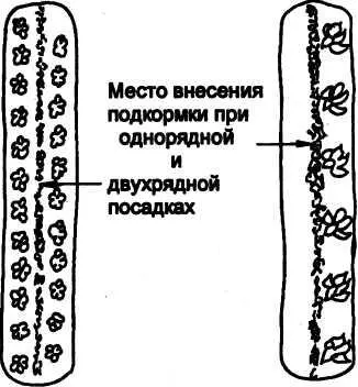 У односборовых культур особенно листовых и корнеплодных подкормки - фото 16