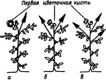 Вести в один стебель удобно и некоторые супердетерминантные гибриды Малышок - фото 33