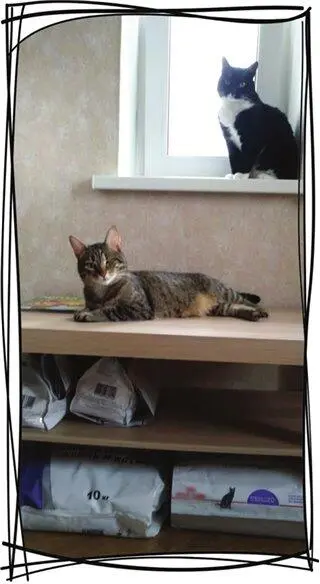 Коты всё так же сидели в прихожей и не мигая смотрели на дверь И только - фото 14