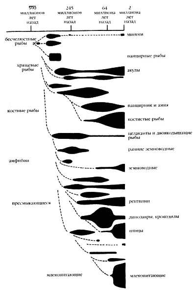 Предлагаемая эволюция позвоночных На этой схеме представлено многообразие - фото 6