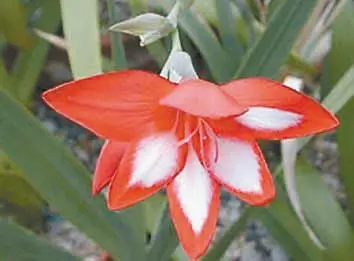 Цветок зигоморфный сидячий состоит из 6 сросшихся при основании в узкую - фото 11