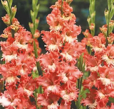 Гладиолус туркменский Gladiolus turkmenorum E Czemiak Происхождение - фото 18