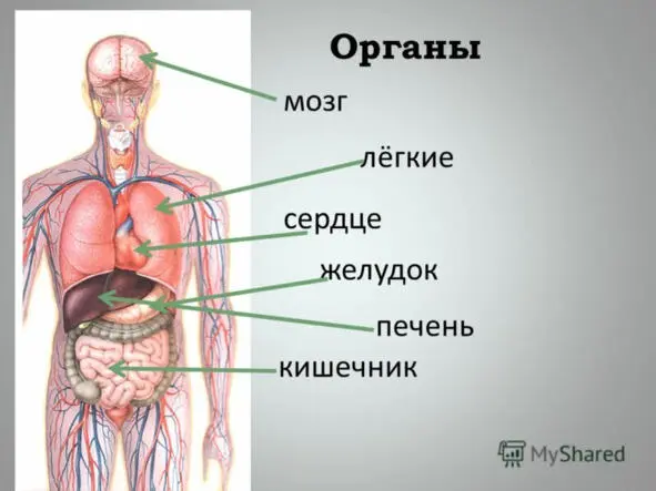 В даосской традиции бытует мнение что у обычного человека центральный канал - фото 3