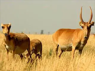 Ну так Ктото же должен гонять сайгаков чтобы не зажирели Постой Майор - фото 7