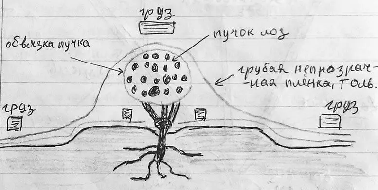 V Формировки опоры Есть много видов формировок куста Для нас практична самая - фото 3