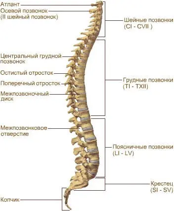 Как уже было сказано выше эту роль правда не всегда успешно осуществляют - фото 2