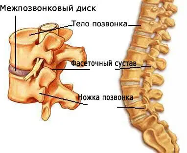 Как уже было сказано выше эту роль правда не всегда успешно осуществляют - фото 3