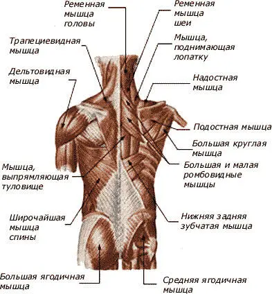 Вторичное повреждение возникает уже в тех внутренних или наружных органах - фото 4