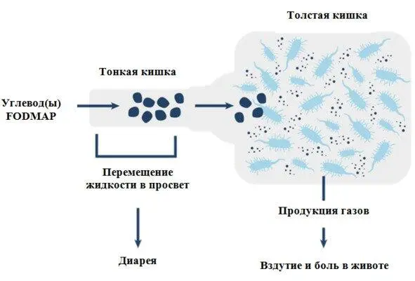 Схема 1 Возможные механизмы влияния FODMAPуглеводов на кишечник при СРК - фото 1