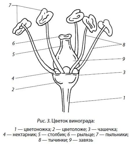 Если за материнскую форму мы выбрали виноград с функциональноженскими - фото 3