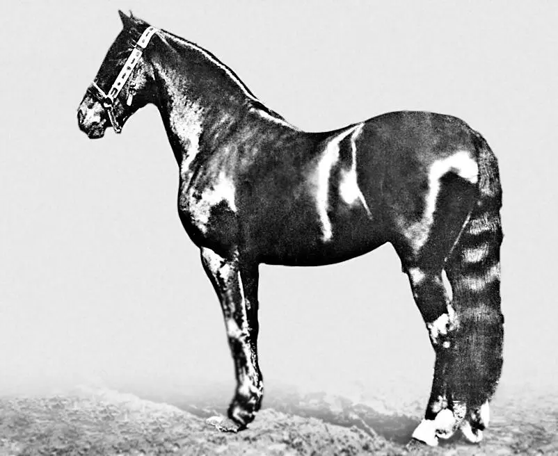 Атласный Соболь 2й Богатырша р 1872 г вор жер 5 Атласный рожден в - фото 13