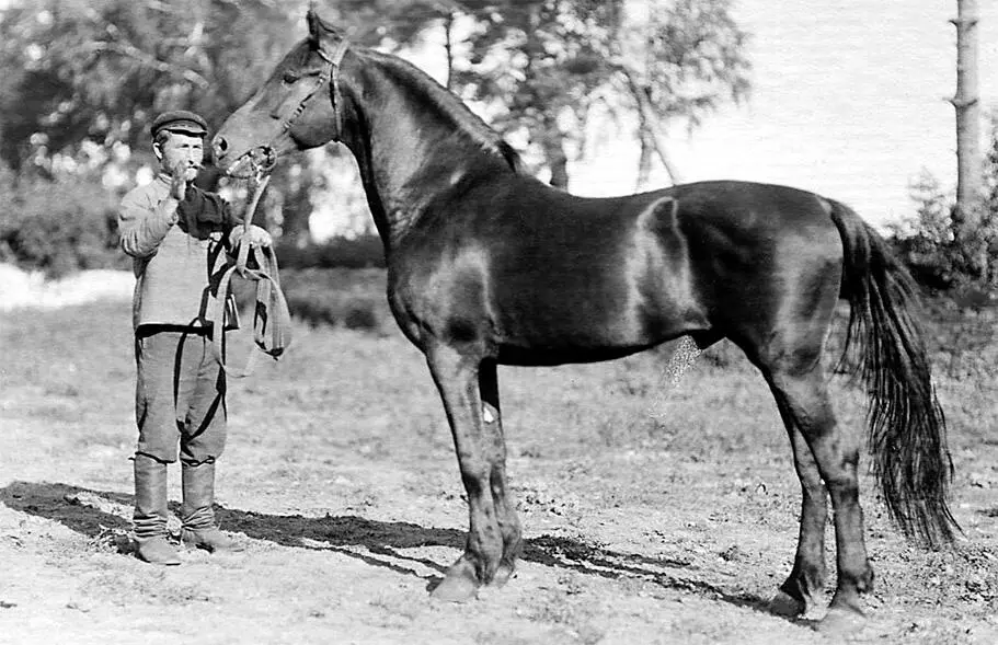 БаринМолодой 214 Вармик Милушка р 1903 г Я считаю что формы Ветерка - фото 22