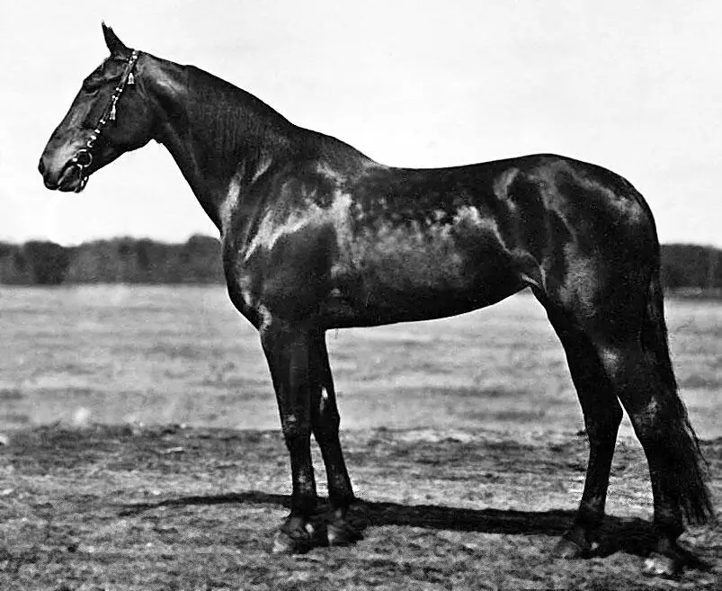 Тоня Р 4384 Вармик Межа р 1901 г гн коб зав НИ Родзевича - фото 25