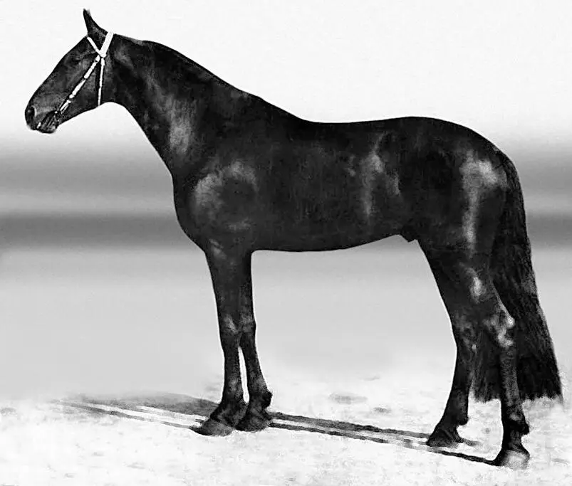 Вий 2161 Вармик Таковская р 1909 г вор жер Ветерок 2167 Вий - фото 27