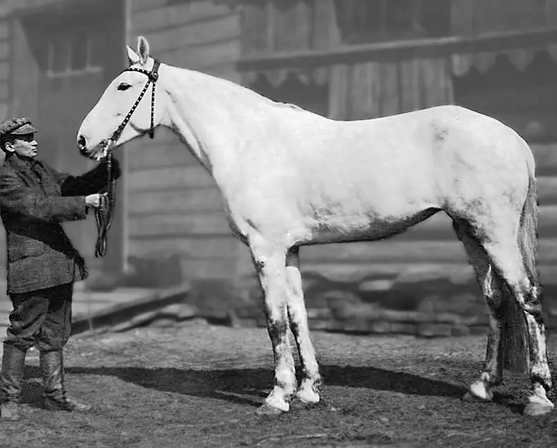 Турчаночка 216 БаринМолодой Турочка р 1918 г у ВВ Костенской - фото 31