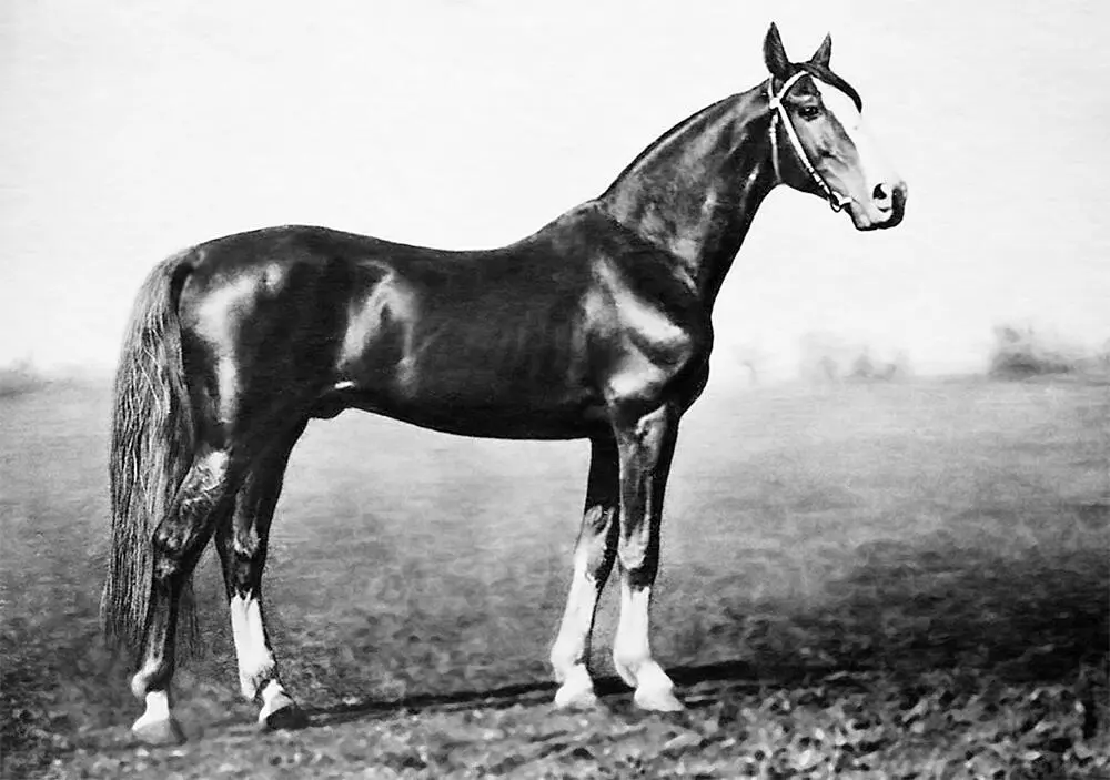 Петушок 2172 Летун Горка р 1893 г зав АВ Якунина 10 Отец Петушка - фото 40