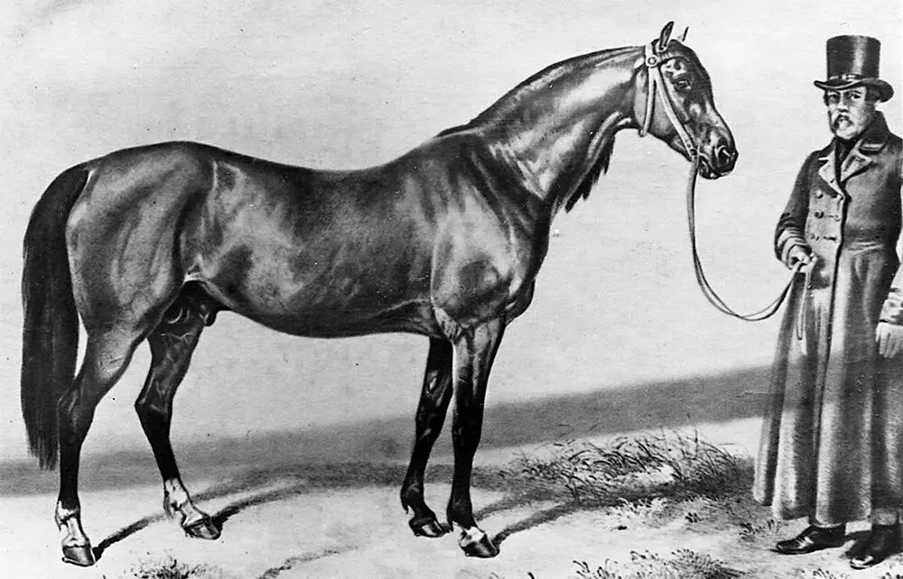 ИН Раух Бычок Картина 1836 г 3 На картине Бычок МолодойАтласный - фото 5