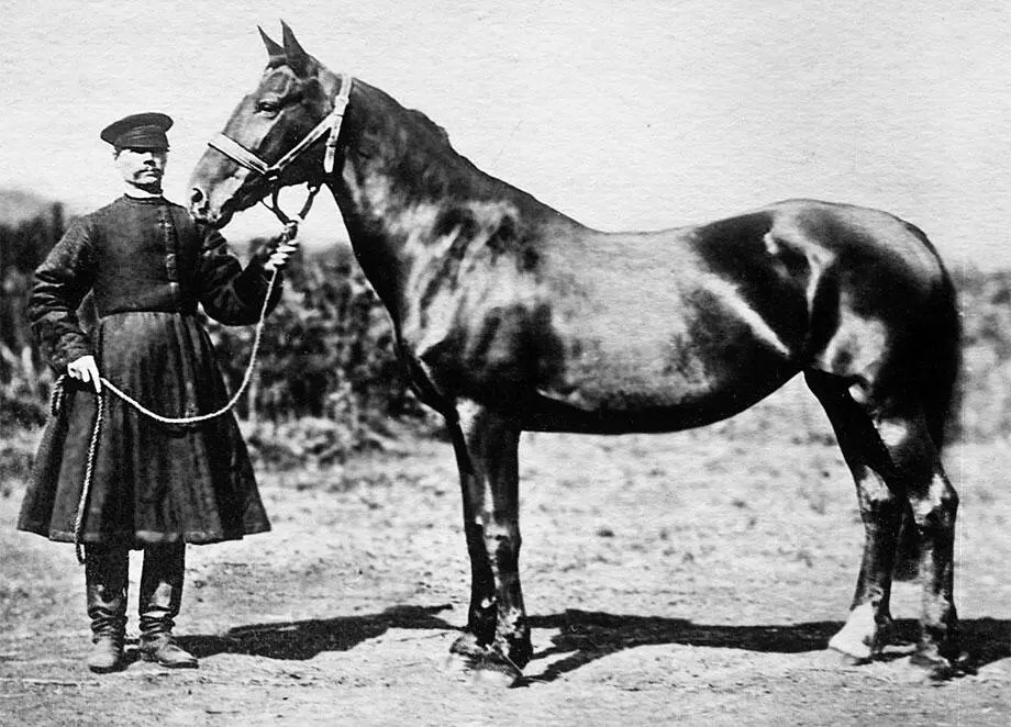Обманщица 2я Петушок р 1842 г Обманщица р 1865 г зав гр ИИ - фото 9