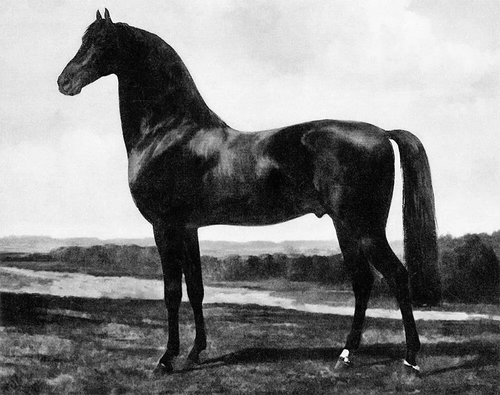РФ Френц Кочет 5 На картине Кочет Петушок Чародейка р 1864 г - фото 10