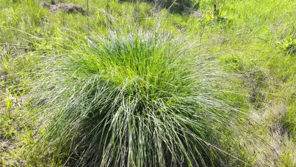 Марьянник серебристоприцветниковый и другие луговые травы - фото 19