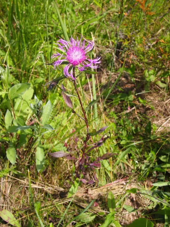 Для Василёк русский Rhaponticoides ruthenica младенческая трава По - фото 38