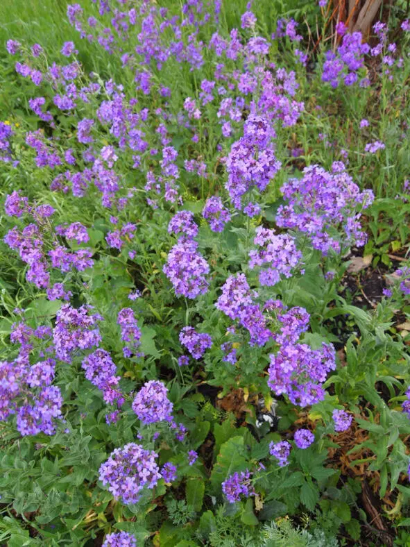 Для Вечерница персидская по 98 Род Вика Vicia Мышиный горошек - фото 41