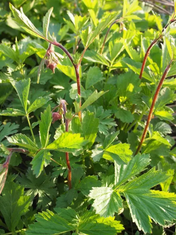 Для Гравилат японский Geum japonicum Экстракт этой травы содержит семь - фото 50