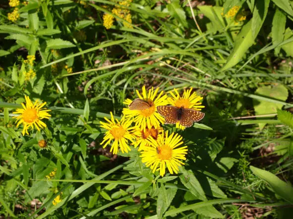 Для Девясил британский Inula britannica по 78 В китайской медицине - фото 53