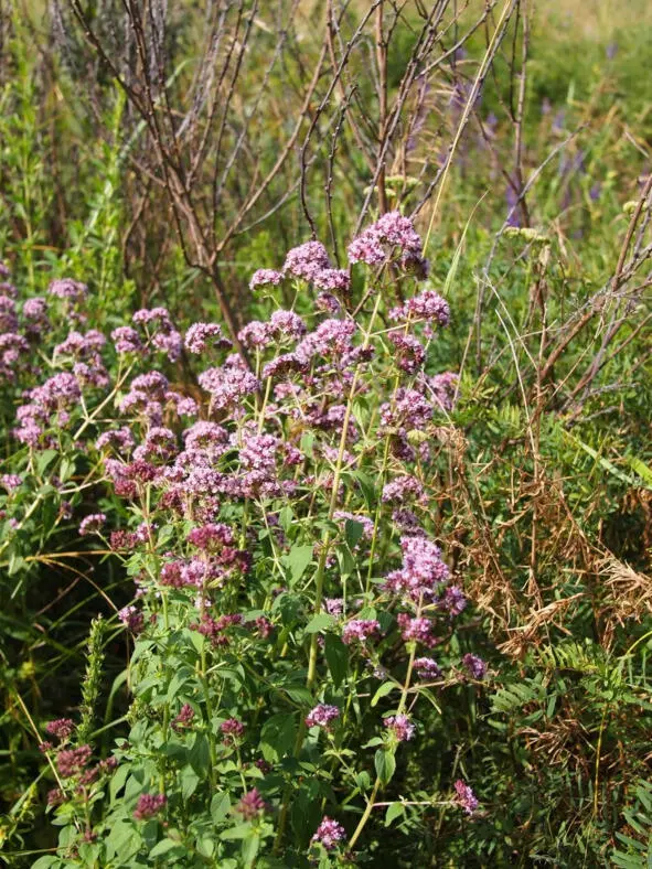 Для Душица турецкая Origanum onites по Боков и др 2014 внутрь извлечения - фото 54