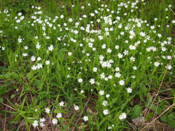 на фото Stellaria holostea Род Зверобой Hypericum Зверобой - фото 61