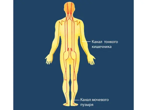Система меридианов в теле человека вид сзади Система меридианов в теле - фото 11