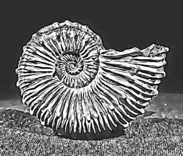 Аммонит Аммониты подкласс вымерших головоногих моллюсков существовавших с - фото 11
