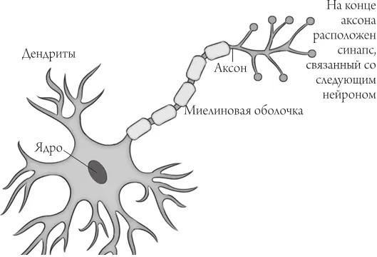 Рис 11 Строение нейрона Сложность нейронных сетей поразительна Наш мозг - фото 1