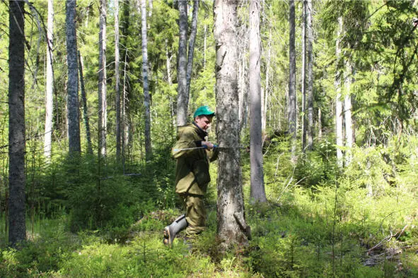 Кирилл замеряет диаметр дерева вилкой таксатора Зайцев Михаил Петров Андрей - фото 26