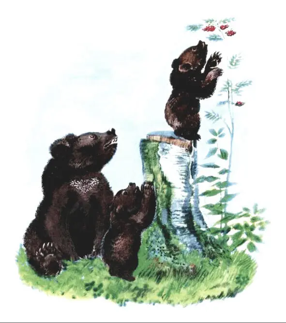 Медведица часто водила медвежат к реке учила их ловить рыбу ей хотелось - фото 2