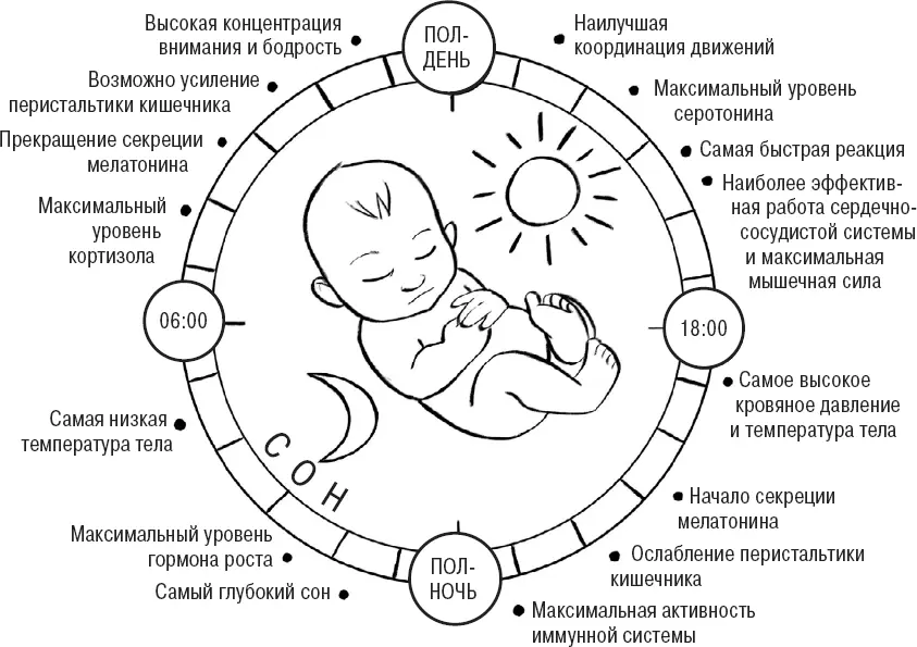 Циркадные часы Наши внутренние часы создают суточные ритмы сна бодрствования - фото 1