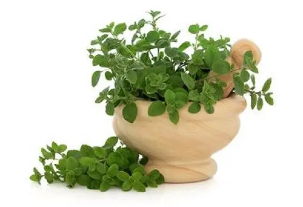 Майоран Origanum majorana это ароматическая трава используемая для - фото 20
