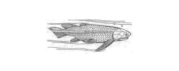 До нашего времени сохранился один вид кистепёрой рыбы целакантус которая - фото 30