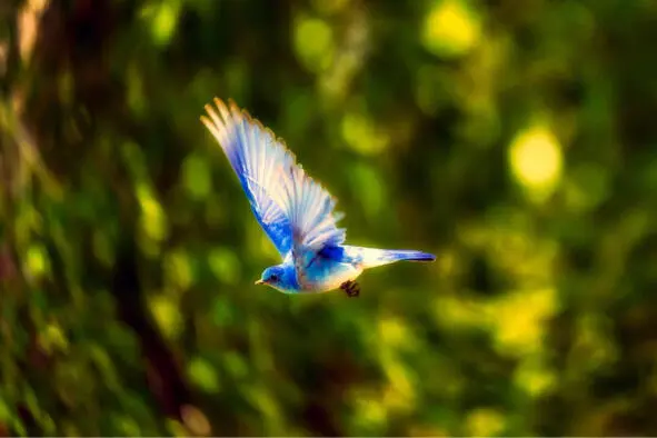 fly fly flying fine fa seed head line far far sarang nest flyve paint tinte - фото 11