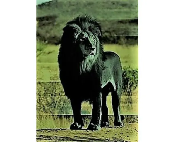 Чёрный лев Предисловие Это было давно Доблестный султан Персии со своими - фото 1