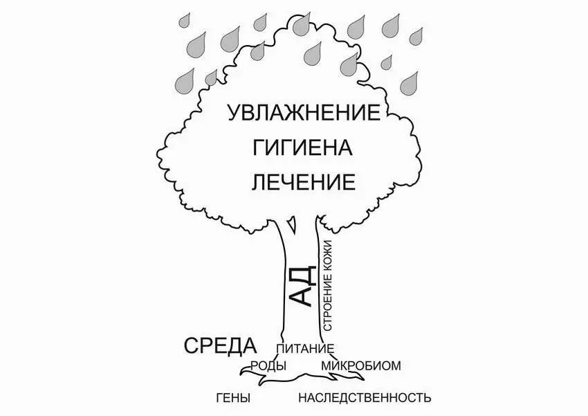 Инфографика 1 Дерево атопического дерматита Так и с хроническим воспалительным - фото 3