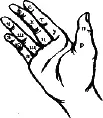 Рис 4 Обозначение суставов пальцев правой руки п р суставы большого - фото 4