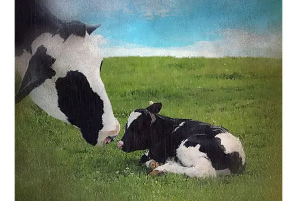 У коровы родился телёнок Ни кроватки ему ни пелёнок Полежал возле мамы - фото 2