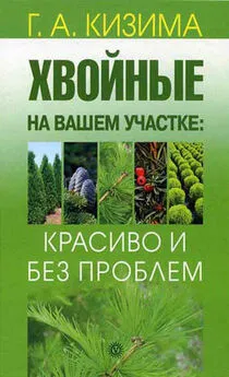 Галина Кизима - Хвойные на вашем участке: красиво и без проблем