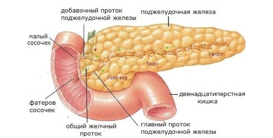 Желчный пузырь связан с поджелудочной железой анатомически и функционально - фото 9