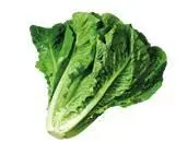 ROMAN LETTUCE six leaves OILFOR FRYING 1½ tbsp SALT 05 tsp - фото 33