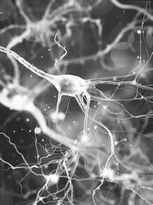 Как мозг взаимодействует с нервной системой Чтобы действительно улучшить свое - фото 1