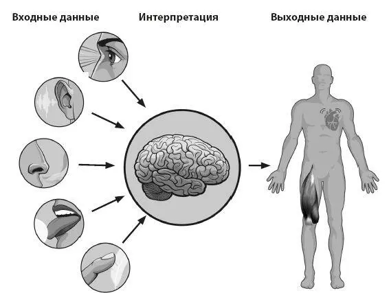 Принцип взаимодействия мозга и центральной нервной системы мозг получает - фото 2