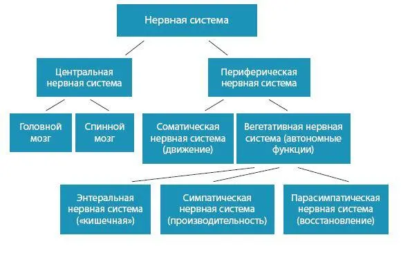 Вегетативная нервная система симпатическая и парасимпатическая нервные системы - фото 4