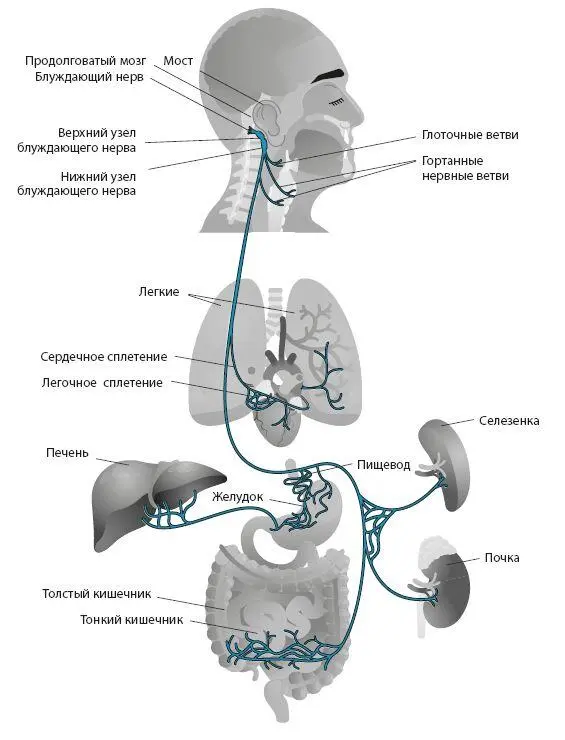 Блуждающий нерв проходит через грудную клетку и брюшную полость и иннервирует - фото 5